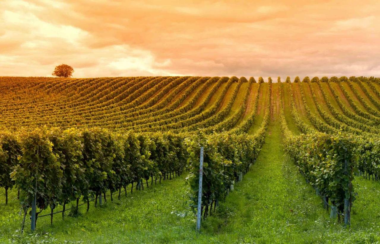 Domaine Jean-Got, Proche De Saint Emilion Lugaignac Exterior foto
